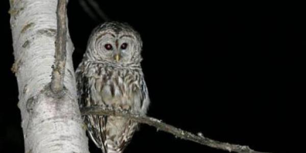Nocturnal Safari